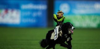 Sheep and Monkeys and Dogs, OH MY!