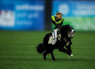 Sheep and Monkeys and Dogs, OH MY!