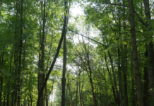 Better Place Forests