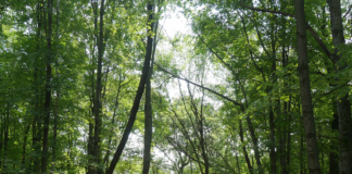 Better Place Forests