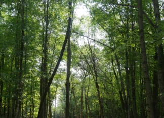 Better Place Forests