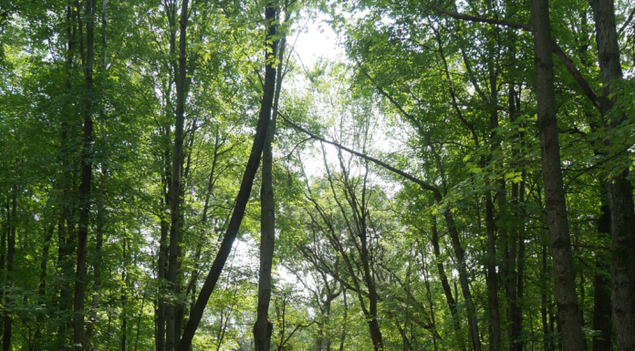 Better Place Forests