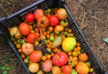 Local Charm, Honor And Deliciousness In Medina’s Backyard