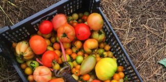 Local Charm, Honor And Deliciousness In Medina’s Backyard