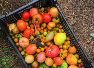 Local Charm, Honor And Deliciousness In Medina’s Backyard