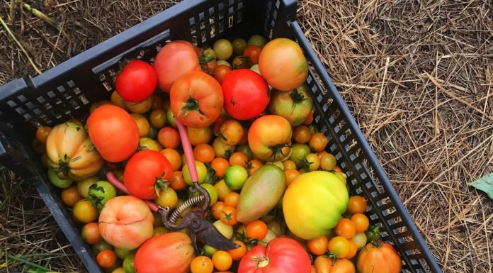 Local Charm, Honor And Deliciousness In Medina’s Backyard