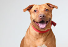 Layla: Up for Adoption