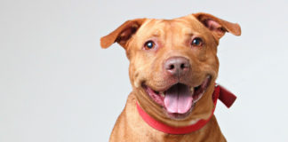 Layla: Up for Adoption