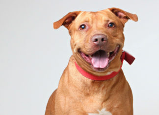 Layla: Up for Adoption