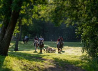Long Lake Hounds Celebrates 60 Years as Minnesota’s Only Foxhunt