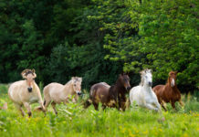 Changing Lives in Medina’s Horse Country