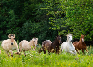 Changing Lives in Medina’s Horse Country