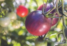 Lettuce Talk About Your Garden