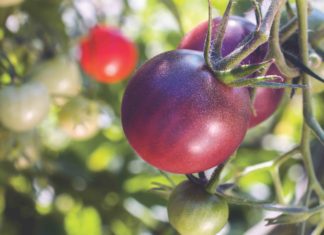 Lettuce Talk About Your Garden