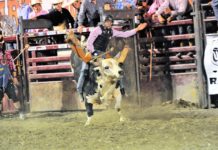 HAMEL RODEO CANCELS 2020 EVENT