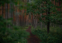 Alleviating Stress and Anxiety