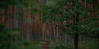 Alleviating Stress and Anxiety